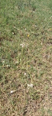 Urospermum picroides