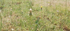 Urospermum picroides