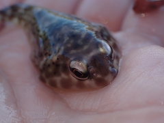 Diplocrepis puniceus