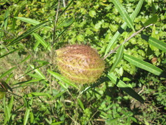 Gomphocarpus physocarpus