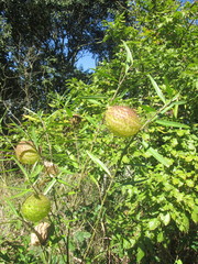 Gomphocarpus physocarpus