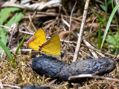 Heliophorus androcles