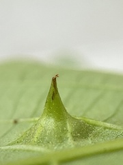 Phylloxera caryaesepta