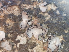 Umbilicaria spodochroa