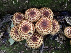 Pholiota glutinosa