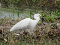 Ardea alba