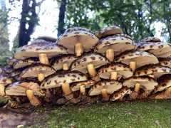 Pholiota glutinosa