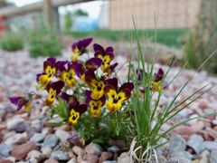 Viola × wittrockiana