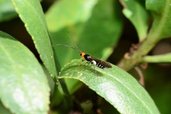 Callibracon capitator