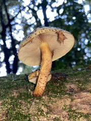 Pholiota glutinosa