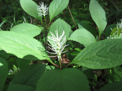 Chloranthus fortunei