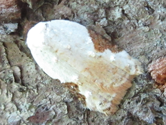 Acleris takeuchii
