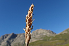 Elegia fistulosa
