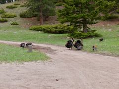 Meleagris gallopavo merriami