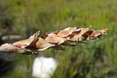 Elegia fistulosa