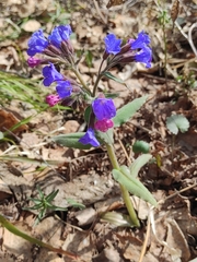 Pulmonaria mollis