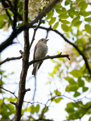 Muscicapa dauurica