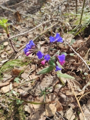 Pulmonaria mollis