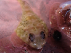 Diplocrepis puniceus