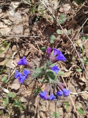 Pulmonaria mollis