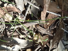 Laxmannia orientalis