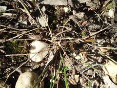 Laxmannia orientalis