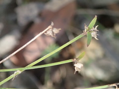 Laxmannia orientalis