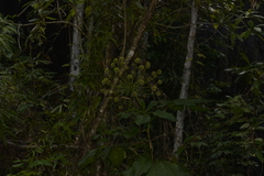 Mackinlaya macrosciadea
