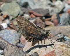 Cogia caicus