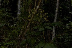 Mackinlaya macrosciadea