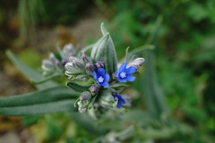 Anchusa leptophylla