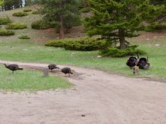 Meleagris gallopavo merriami