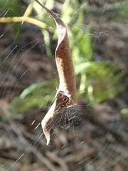 Phonognatha