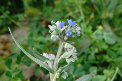 Anchusa leptophylla