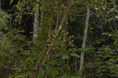 Mackinlaya macrosciadea