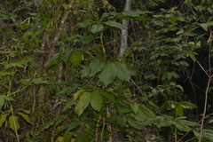 Mackinlaya macrosciadea
