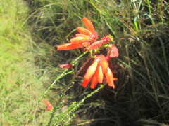 Erica cerinthoides cerinthoides