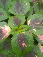 Coleus scutellarioides