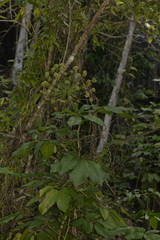 Mackinlaya macrosciadea