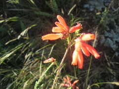 Erica cerinthoides cerinthoides