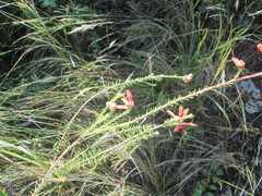 Erica cerinthoides cerinthoides