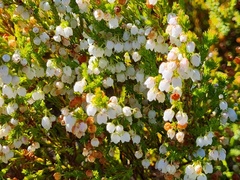 Erica capensis