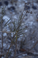 Senecio rosmarinifolius