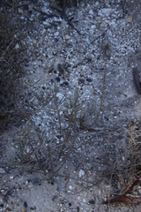 Senecio rosmarinifolius