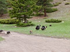 Meleagris gallopavo merriami