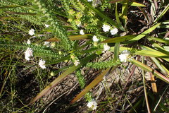 Phylica debilis debilis