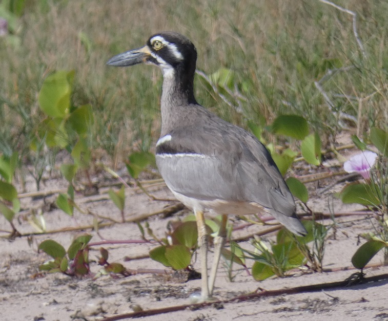 Beach Stone-curlew