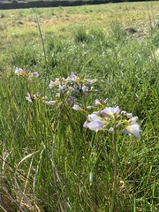 Cardamine pratensis