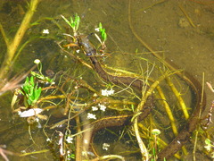 Thamnophis hammondii