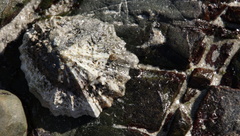 Scutellastra tabularis